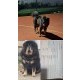 Tibetska doga