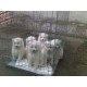Samojed