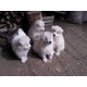 Samojed