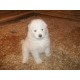 Samojed