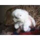 Samojed