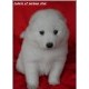 Samojed