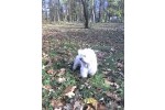 kosta - Malteški pas-Maltezer