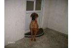 Maza - Srpski odbrambeni pas SOP