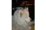 OGI - Samojed