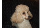 Pudla - Pudle