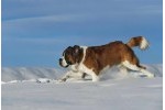 Rex - Bernandinac