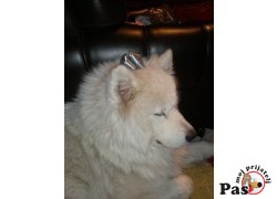 OGI - Samojed