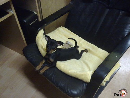 Boss