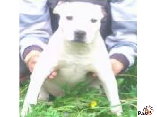 Nestor