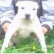 Nestor