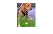 Bandog