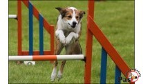 Agility-priprema psa