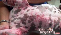 Alergija pasa
