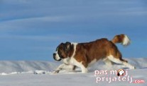Bernandinac