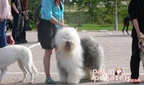 Bobteil