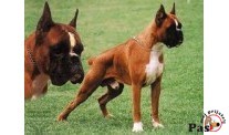 Boxer i njegovi pretci