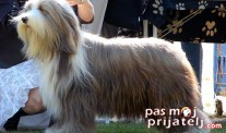 Bradati Koli