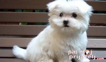 Briga o štencima