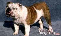 Buldog