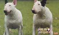 Bulterijer - English Bull terrier fci standard