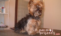 Čelično plava dlaka