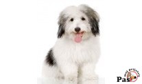 Coton de tulear