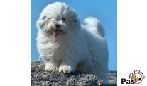 Coton de tulear - osvrt na standard