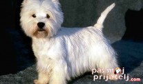 Doterivanje krzna (grooming)