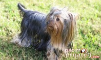 Dresura