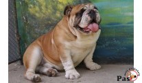 Engleski buldog
