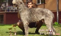 Irski vučji hrt