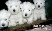 Istorijat,poreklo i pojava
