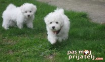 Istorijat rase