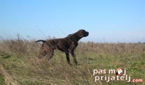 Izbor i priprema psa za lov