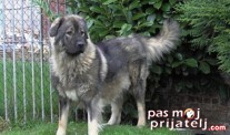 Jugoslovenski ovčarski pas-Šarplaninac