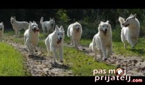 Kad pas napada?