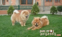 Koža i dlaka