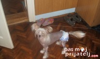 Kuca decenije