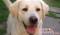 Labrador