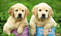 Labrador retriver standard