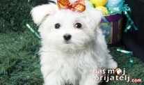 Malteški pas