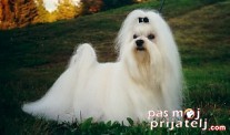 Maltezer - Maltese fci standard