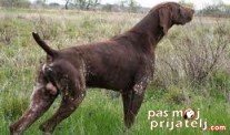 Medjunarodna utakmica