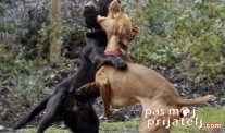 Međusobna netrepeljivost