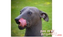 Meksički golokoži pas