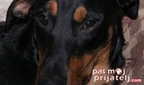 Mešanci
