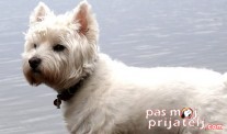Možda želite starijeg psa