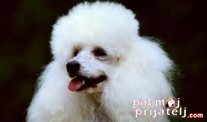 Nega pudle