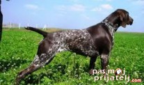 Nemački kratkodlaki ptičar